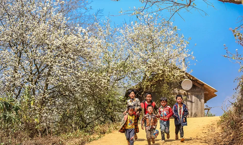 M&ugrave;a hoa sơn tra bừng nở, đ&aacute;nh thức vẻ đẹp v&ugrave;ng cao X&iacute;m V&agrave;ng- Ảnh 1.