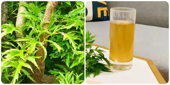 Nước l&aacute; đinh lăng c&oacute; t&aacute;c dụng g&igrave; đối với sức khỏe?- Ảnh 1.