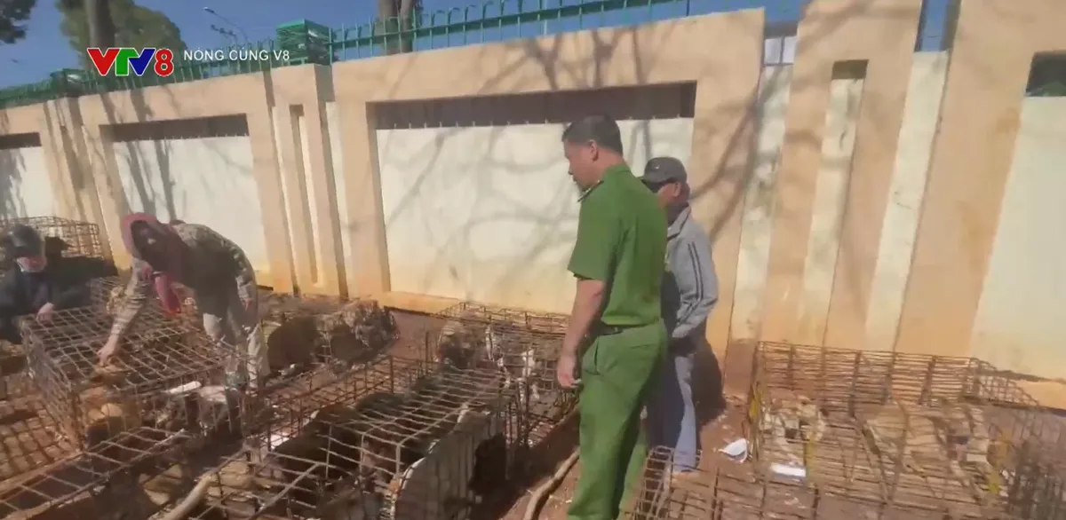 Đắk Lắk: Triệt ph&aacute; tụ điểm tập kết 70 con ch&oacute; nghi bị trộm cắp tại x&atilde; Quảng Ph&uacute;- Ảnh 1.