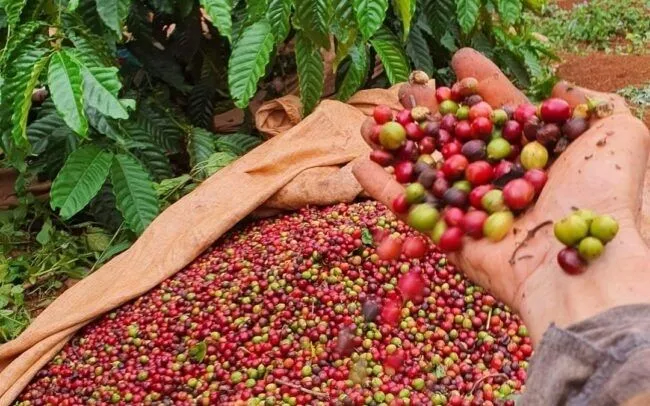 Cà phê dẫn dắt đà tăng của xuất khẩu nông sản.
