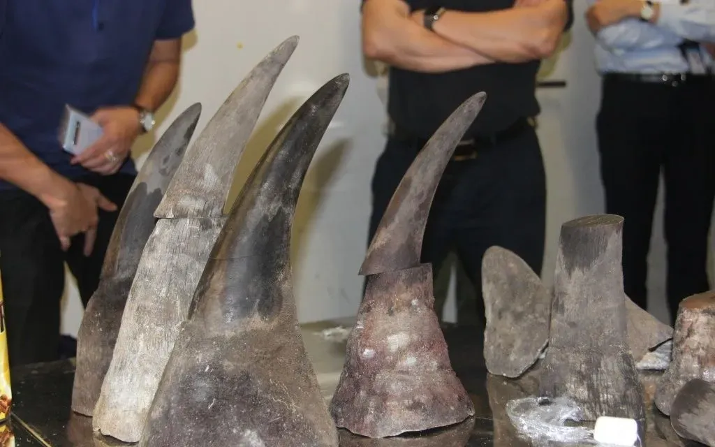 Chu Đăng Khoa bị bắt tại Nam Phi, bị cáo buộc đứng sau đường dây buôn lậu sừng tê giác- Ảnh 1. Chu Đăng Khoa bị bắt tại Nam Phi, bị cáo buộc đứng sau đường dây buôn lậu sừng tê giác- Ảnh 1.