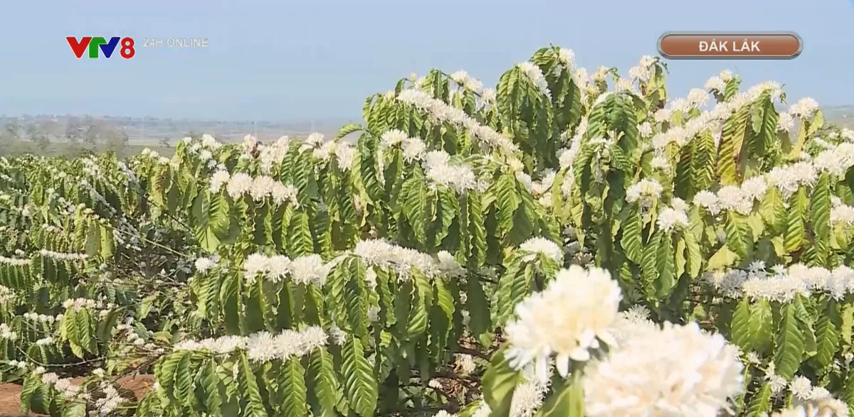 M&ugrave;a quay mật ong hoa c&agrave; ph&ecirc;- Ảnh 1.