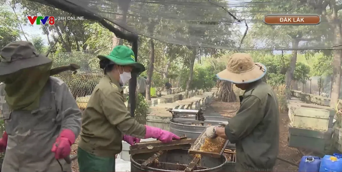 M&ugrave;a quay mật ong hoa c&agrave; ph&ecirc;- Ảnh 2.