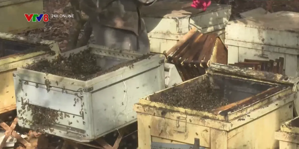 M&ugrave;a quay mật ong hoa c&agrave; ph&ecirc;- Ảnh 3.