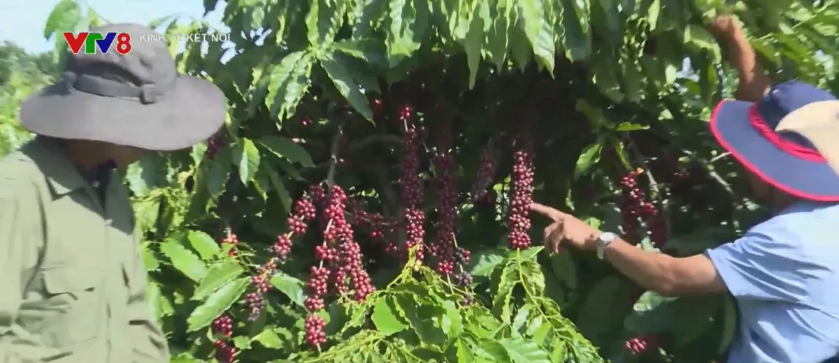 Vai tr&ograve; chuỗi li&ecirc;n kết trong sản xuất n&ocirc;ng nghiệp- Ảnh 4.