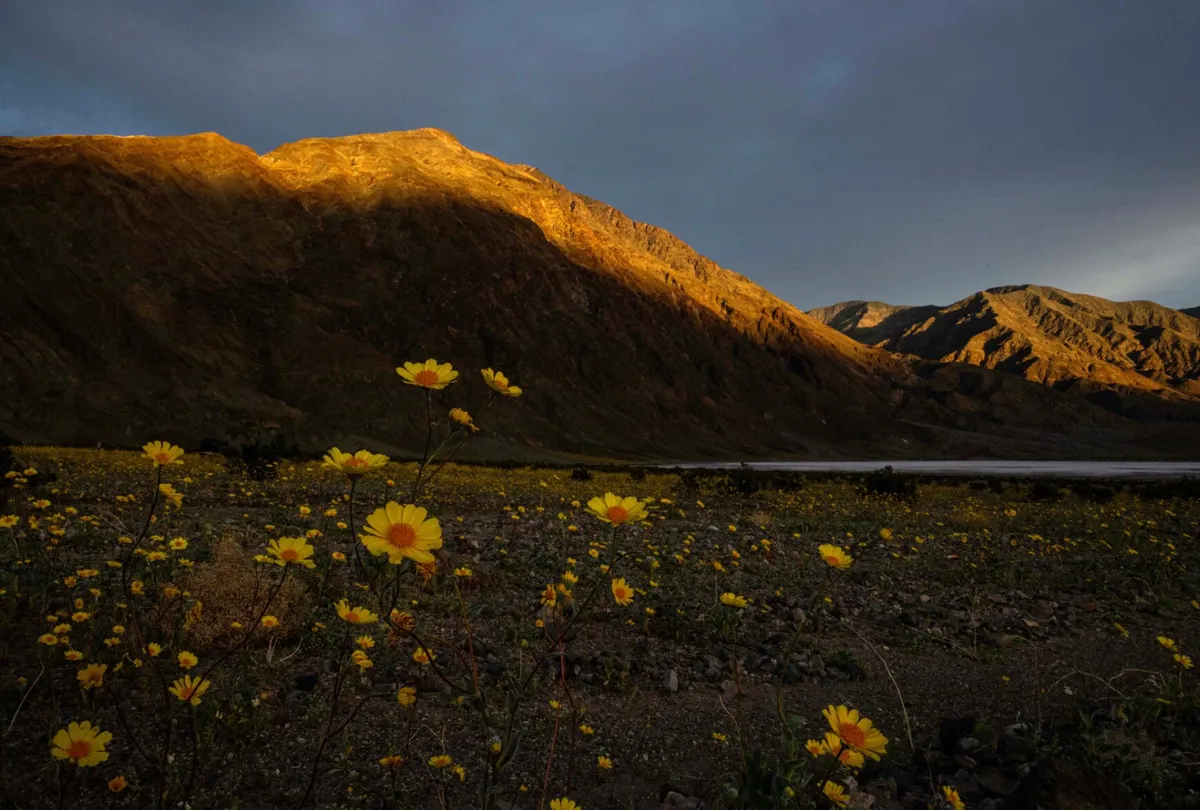 Sa mạc Death Valley rực rỡ hoa dại sau 10 năm &ldquo;ngủ y&ecirc;n&rdquo;- Ảnh 1.