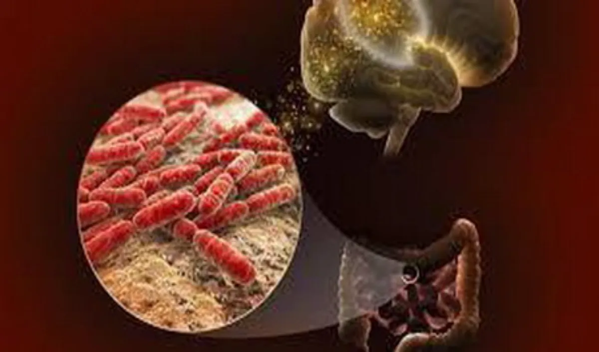 Nghi&ecirc;n cứu ph&aacute;t hiện vi khuẩn đường ruột c&oacute; thể li&ecirc;n quan đến suy giảm tr&iacute; nhớ khi về gi&agrave;- Ảnh 1.