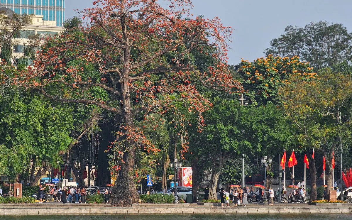 Cây hoa gạo cổ thụ sừng sững bên bờ Hồ Gươm, bung nở sắc đỏ rực rỡ gọi tháng 3 về.