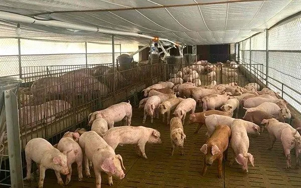 Tăng kiểm tra việc sử dụng chất cấm trong chăn nuôi