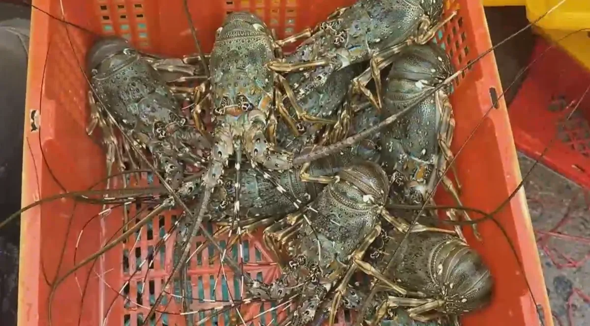 Giải b&agrave;i to&aacute;n &ldquo;h&ecirc;n xui&rdquo; cho ng&agrave;nh t&ocirc;m h&ugrave;m: Từ chuỗi li&ecirc;n kết đến xuất khẩu ch&iacute;nh ngạch- Ảnh 1.