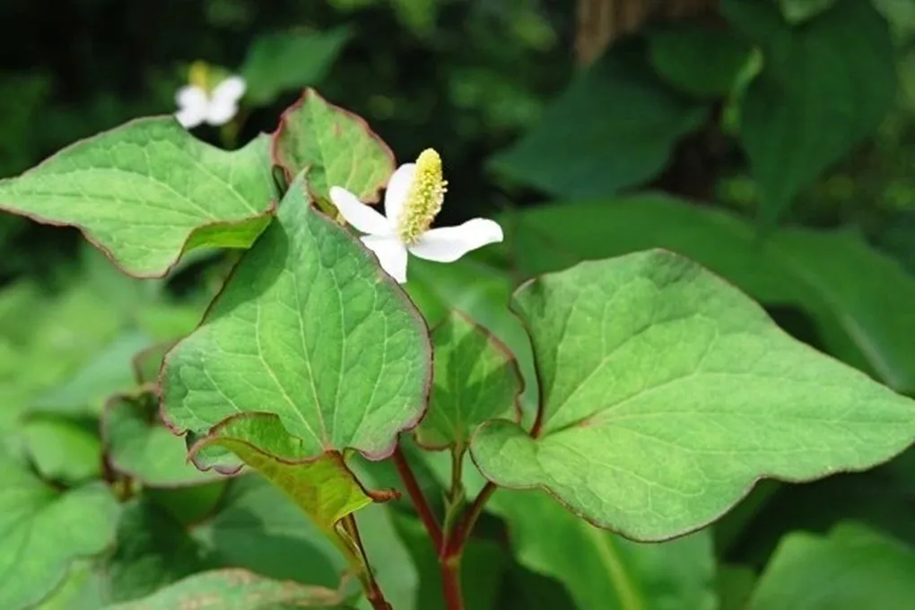 Rau diếp c&aacute; &ndash; thực phẩm quen thuộc c&oacute; thể hỗ trợ giải độc gan- Ảnh 1.