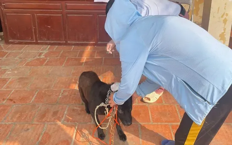 Hà Nội tăng cường phòng, chống bệnh dại sau khi xuất hiện ổ dịch tại Hạ Bằng- Ảnh 1. Hà Nội tăng cường phòng, chống bệnh dại sau khi xuất hiện ổ dịch tại Hạ Bằng- Ảnh 1.