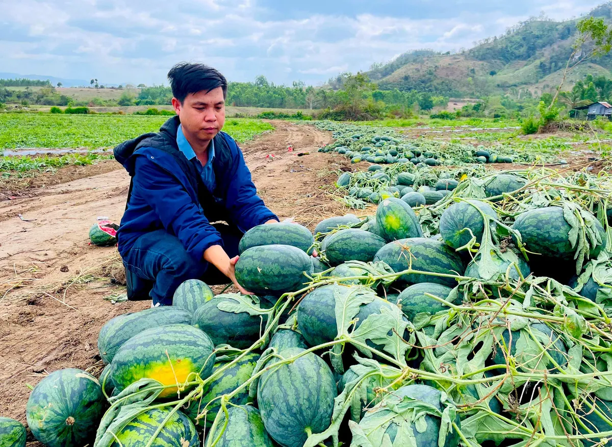 Nông sản rớt giá, dưa hấu Gia Lai “kẹt đầu ra”, nhiều nơi kêu gọi giải cứu- Ảnh 1. Nông sản rớt giá, dưa hấu Gia Lai “kẹt đầu ra”, nhiều nơi kêu gọi giải cứu- Ảnh 1.