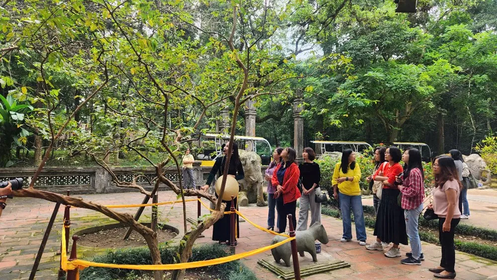 C&acirc;y ổi trăm tuổi ở Lam Kinh g&acirc;y t&ograve; m&ograve; với hiện tượng &ldquo;chạm v&agrave;o l&agrave; cười&rdquo;- Ảnh 1.