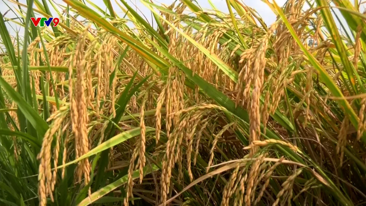 Mùa vàng trên cánh đồng lúa - sếu