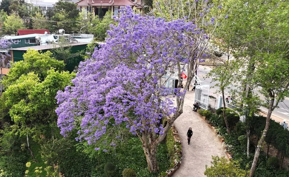 Phượng t&iacute;m rực rỡ &ldquo;nhuộm&rdquo; Đ&agrave; Lạt, thu h&uacute;t du kh&aacute;ch m&ecirc; mẩn- Ảnh 1.