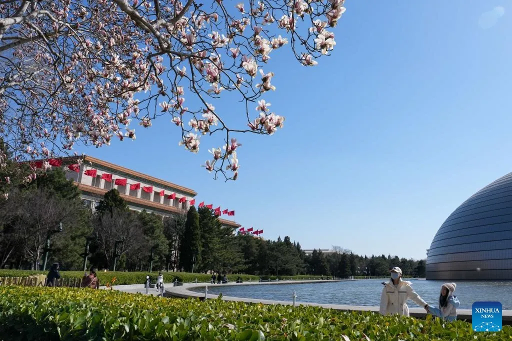 Hoa mộc lan nở rộ khắp Bắc Kinh, mang sắc xu&acirc;n tr&agrave;n ngập thủ đ&ocirc;- Ảnh 1.