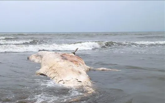 Cận cảnh xác cá voi trôi dạt vào bờ biển xã Hải Châu, Nghệ An