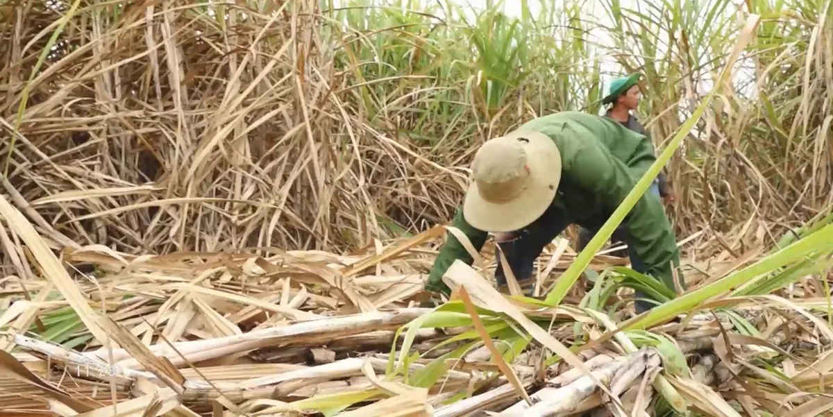 Giá mía giảm sâu kỷ lục vì đường không tiêu thụ được- Ảnh 1. Giá mía giảm sâu kỷ lục vì đường không tiêu thụ được- Ảnh 1.