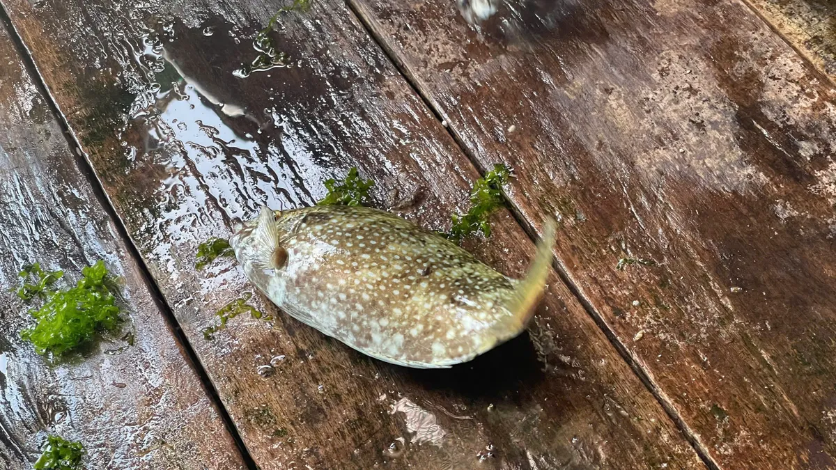 Chuyện về những người giữ biển v&agrave; vẻ đẹp nguy&ecirc;n sơ tr&ecirc;n đảo B&igrave;nh Hưng ng&agrave;y nắng mới- Ảnh 8.