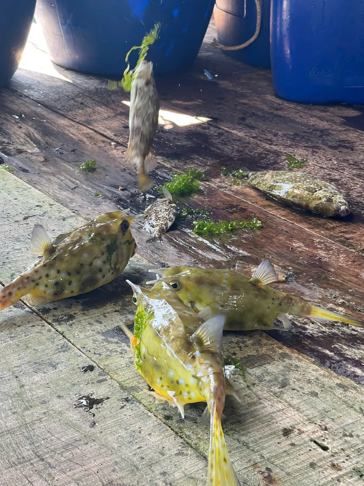 Chuyện về những người giữ biển v&agrave; vẻ đẹp nguy&ecirc;n sơ tr&ecirc;n đảo B&igrave;nh Hưng ng&agrave;y nắng mới- Ảnh 9.