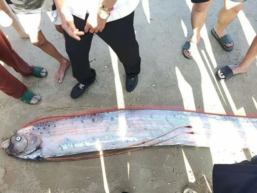 Cá mái chèo dài gần 4 mét trôi dạt vào vùng ven biển Lâm Đồng - Ảnh 1.