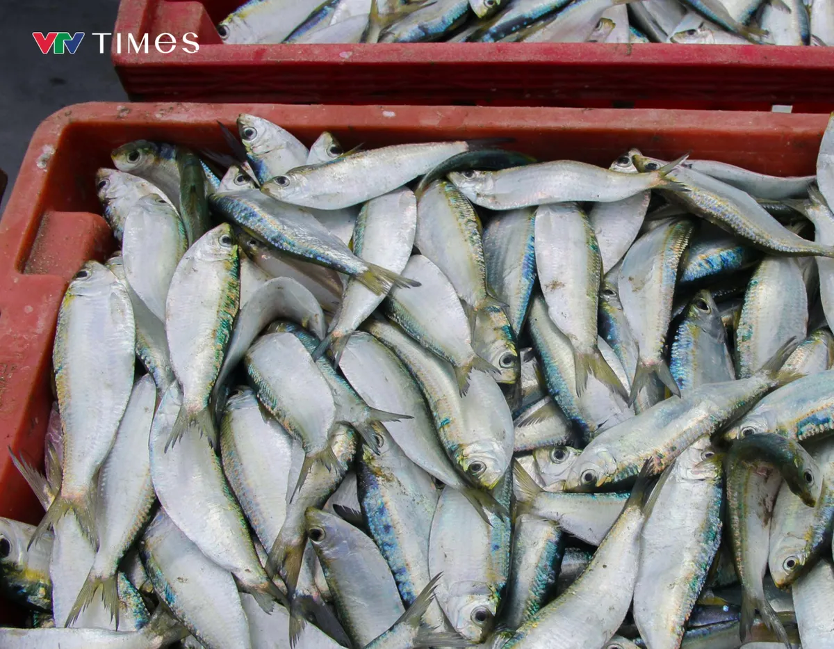 Ngư d&acirc;n mỏi tay gỡ &ldquo;m&oacute;n nh&agrave; ngh&egrave;o&rdquo;, thu tiền triệu với m&oacute;n với c&aacute; tr&iacute;ch nướng b&atilde;i biển - Ảnh 1.