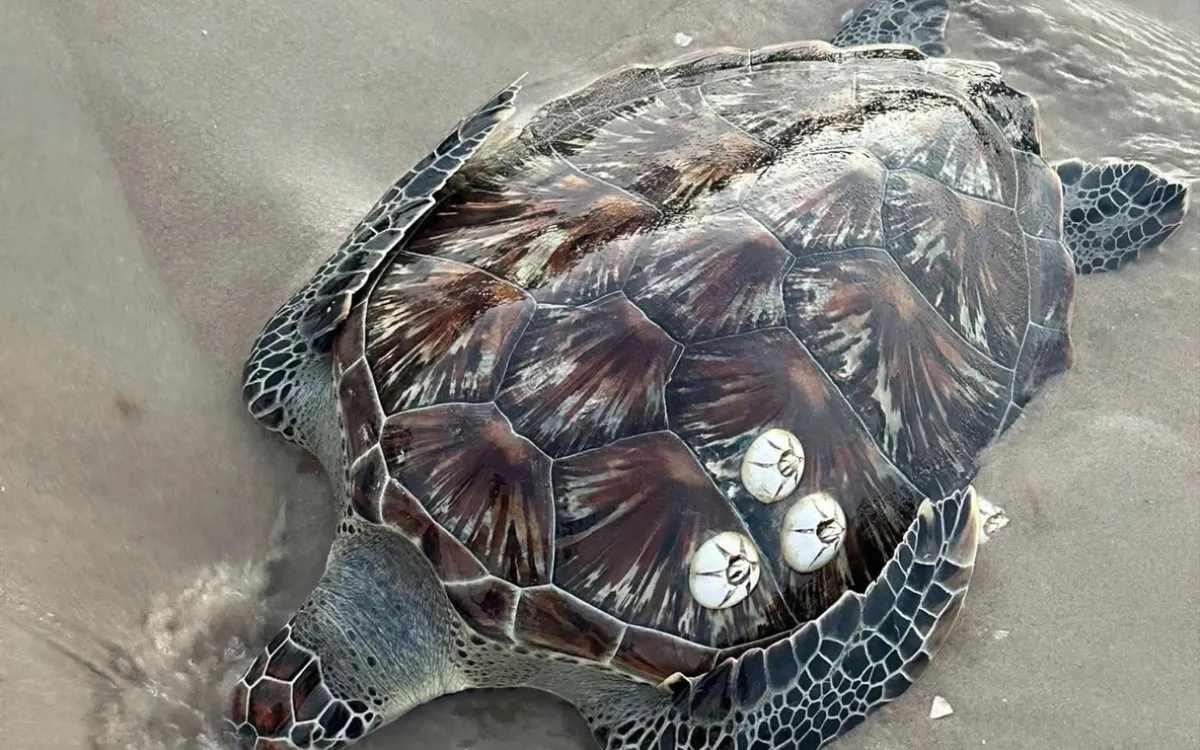 Lâm Đồng: Rùa Biển và Cá Mái Chèo Hiếm Hơi Liên Tiếp Dạt Vào Bờ