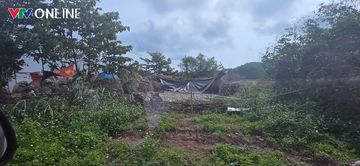 Đầm H&agrave; (Quảng Ninh): Nhiều xưởng sơ chế h&agrave;u x&acirc;y tr&ecirc;n đất n&ocirc;ng nghiệp, tiềm ẩn nguy cơ &ocirc; nhiễm (B&agrave;i 1) - Ảnh 2.