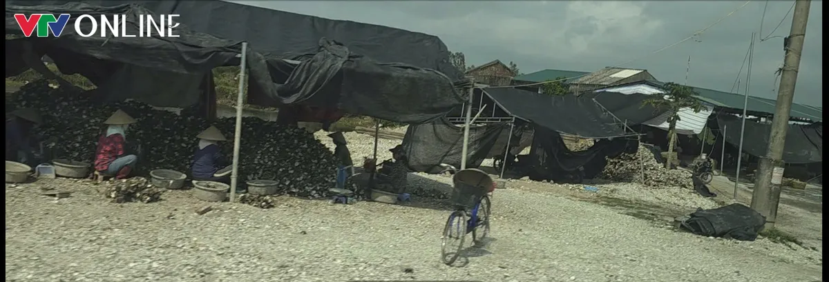 Đầm H&agrave; (Quảng Ninh): Nhiều xưởng sơ chế h&agrave;u x&acirc;y tr&ecirc;n đất n&ocirc;ng nghiệp, tiềm ẩn nguy cơ &ocirc; nhiễm (B&agrave;i 1) - Ảnh 1.