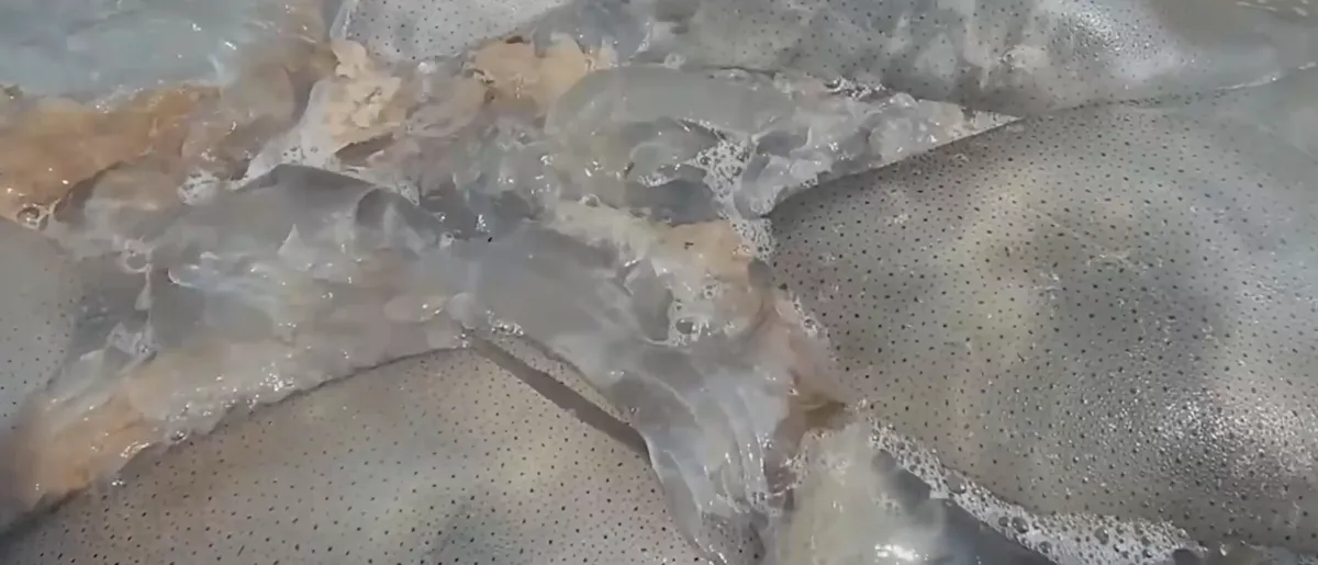 Ngư d&acirc;n H&agrave; Tĩnh tr&uacute;ng đậm sứa biển- Ảnh 3.