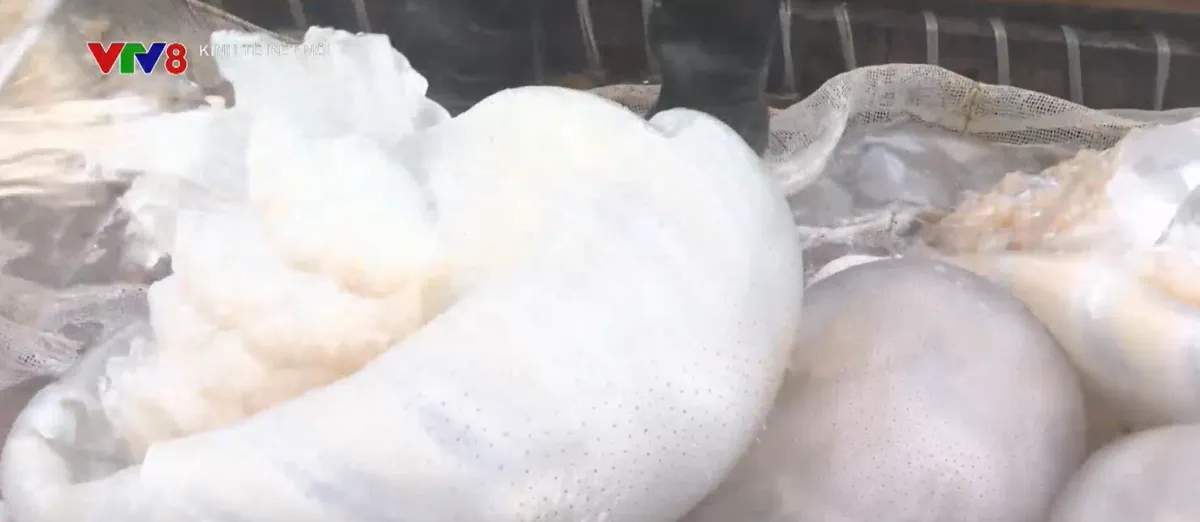 Ngư d&acirc;n H&agrave; Tĩnh tr&uacute;ng đậm sứa biển- Ảnh 1.