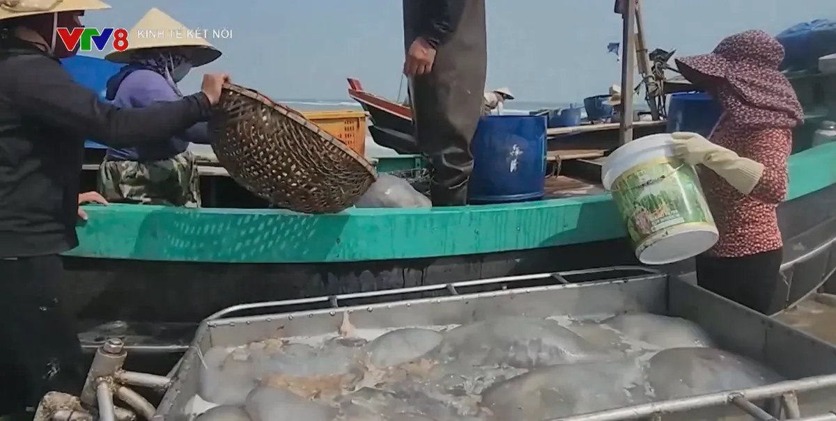 Ngư d&acirc;n H&agrave; Tĩnh tr&uacute;ng đậm sứa biển- Ảnh 2.