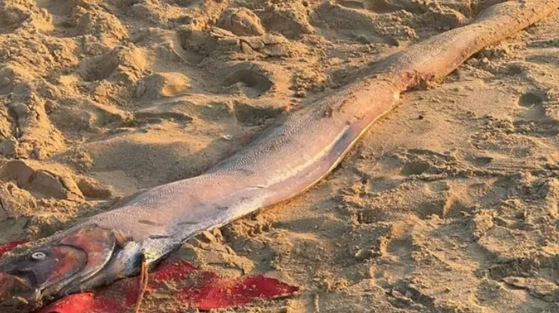 Li&ecirc;n tiếp ph&aacute;t hiện r&ugrave;a biển, c&aacute; m&aacute;i ch&egrave;o dạt v&agrave;o bờ biển L&acirc;m Đồng - Ảnh 1.