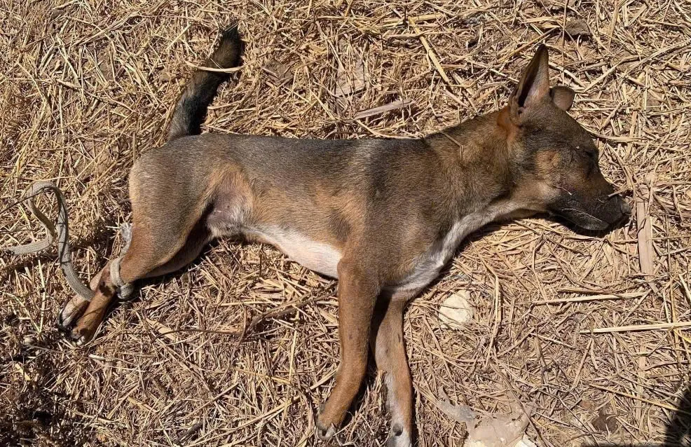 Ch&oacute; dại tấn c&ocirc;ng 3 người ở L&acirc;m Đồng - Ảnh 1.