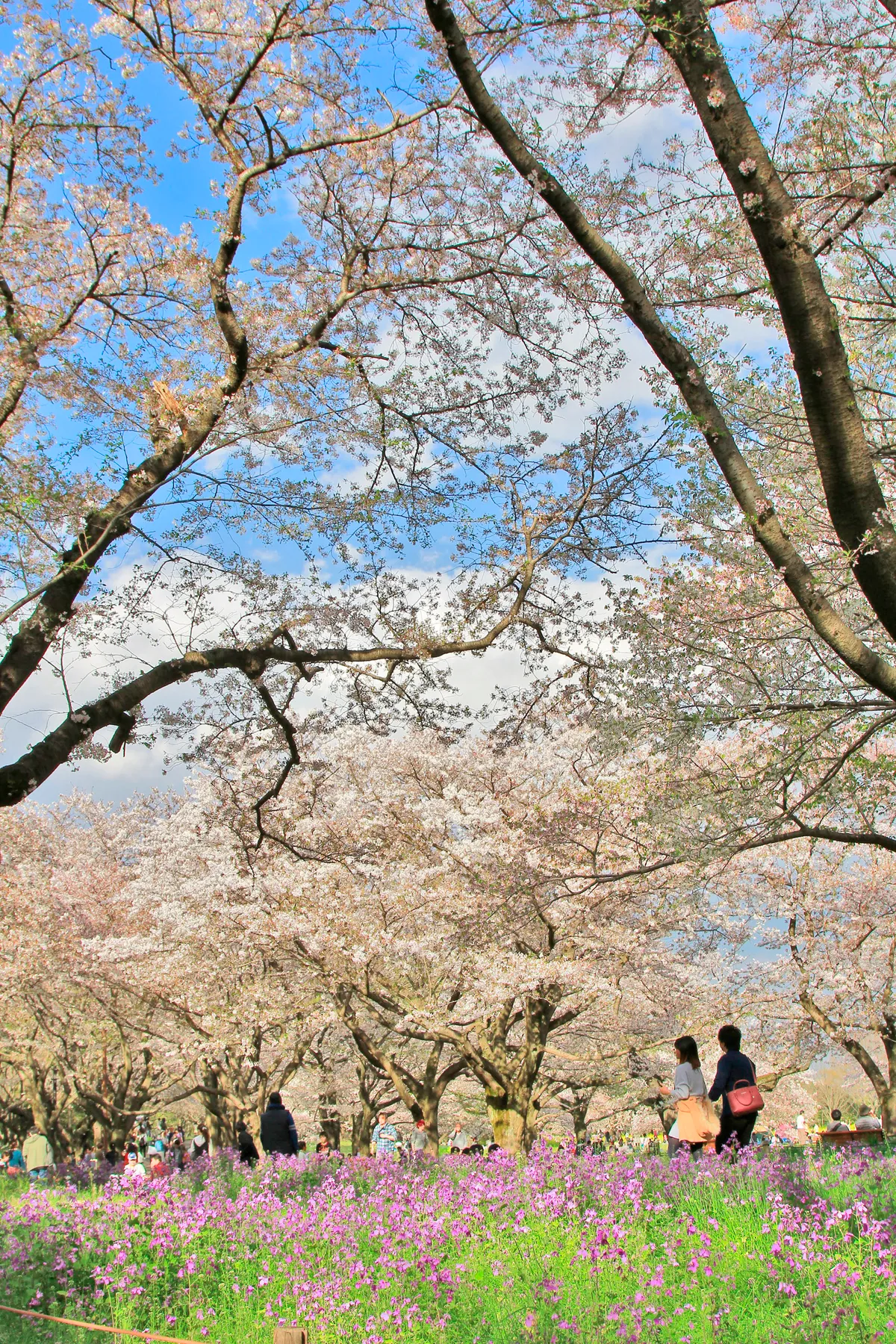 Điều g&igrave; đặc biệt trong lễ hội ngắm hoa anh đ&agrave;o của người Nhật?- Ảnh 2.