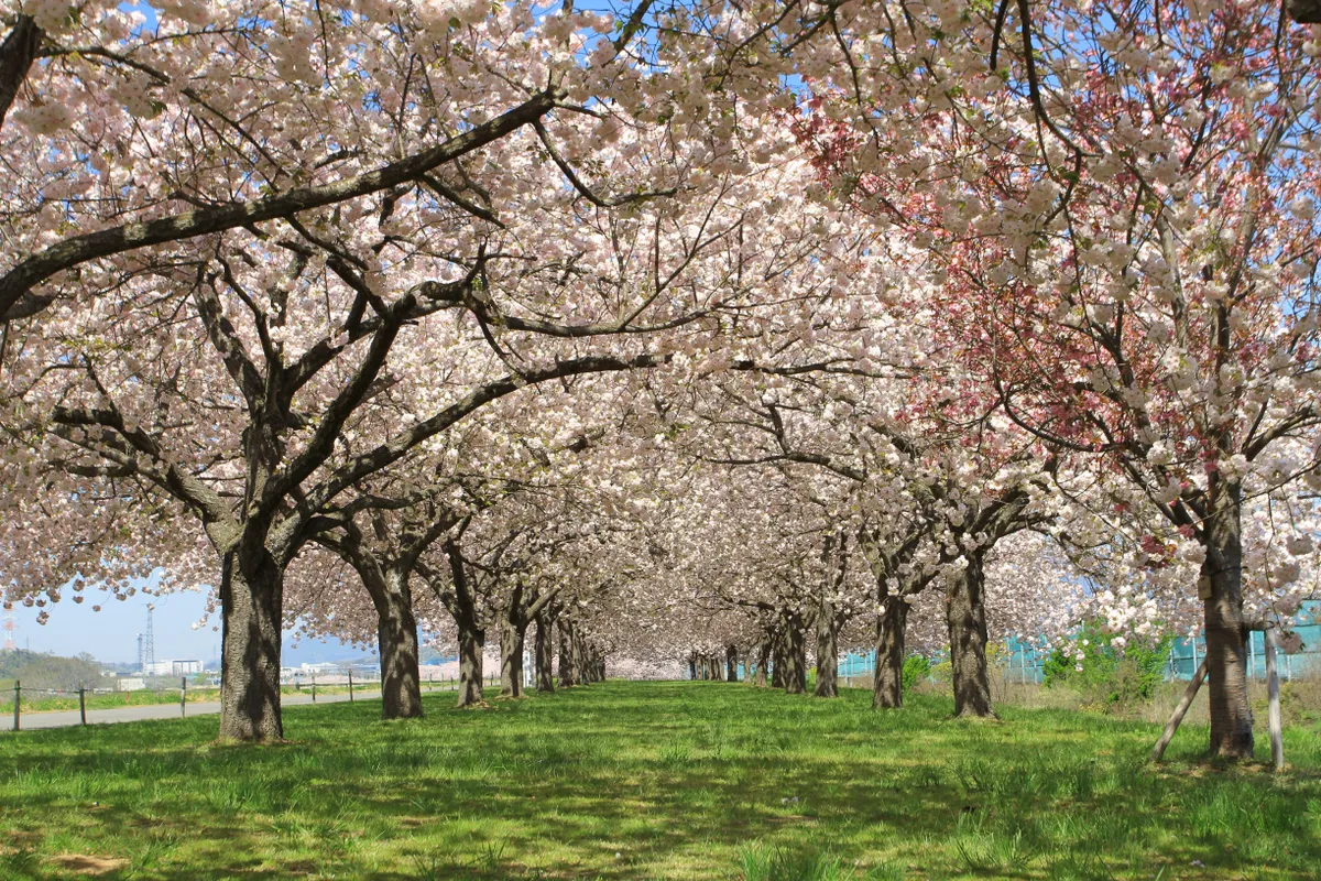 Điều g&igrave; đặc biệt trong lễ hội ngắm hoa anh đ&agrave;o của người Nhật?- Ảnh 1.