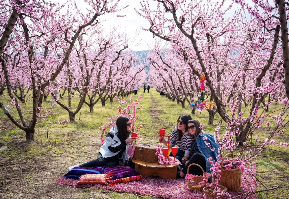 Biển hoa đ&agrave;o nhuộm hồng miền Bắc Hy Lạp, h&uacute;t h&agrave;ng ngh&igrave;n du kh&aacute;ch mỗi dịp xu&acirc;n về- Ảnh 1.