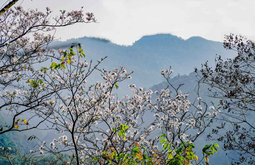 Kh&aacute;m ph&aacute; vẻ đẹp kỳ vĩ của m&ugrave;a hoa ban nở trắng rừng T&acirc;y Bắc- Ảnh 4.
