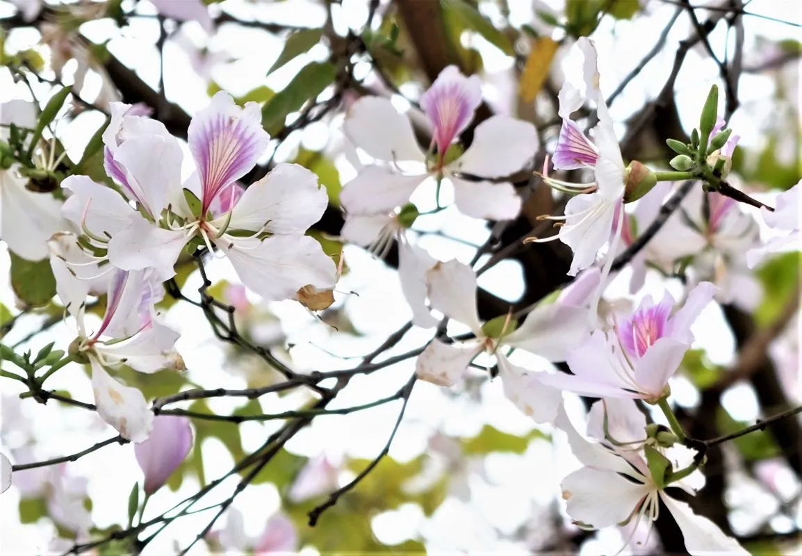 Kh&aacute;m ph&aacute; vẻ đẹp kỳ vĩ của m&ugrave;a hoa ban nở trắng rừng T&acirc;y Bắc- Ảnh 2.