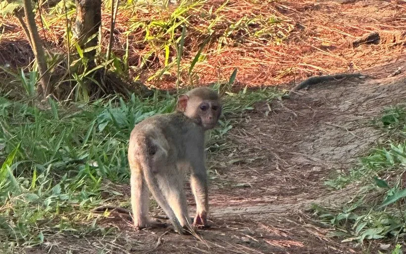 Người dân Lâm Đồng chủ động bàn giao khỉ vàng quý hiếm cho cơ quan chức năng