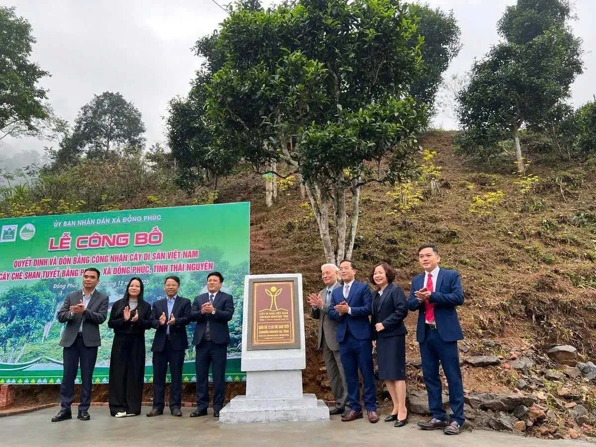 Thái Nguyên công nhận Làng nghề chè Shan tuyết Bằng Phúc - Ảnh 1.