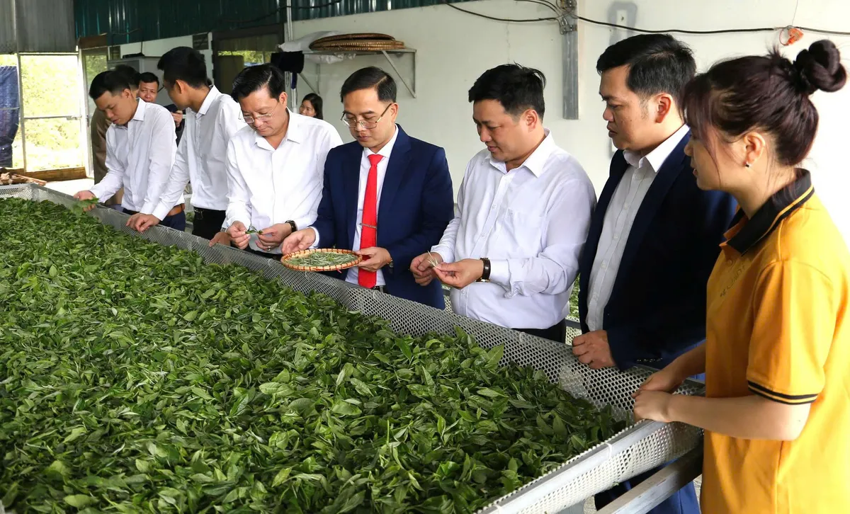 Thái Nguyên công nhận Làng nghề chè Shan tuyết Bằng Phúc - Ảnh 3.