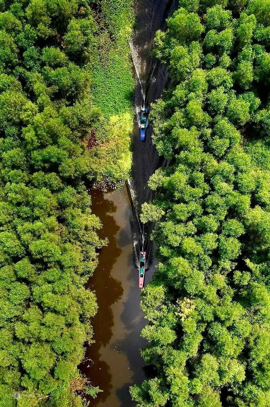 Trải nghiệm g&aacute;c k&egrave;o ong ở U Minh Hạ: Theo ch&acirc;n thợ rừng lấy mật giữa rừng tr&agrave;m- Ảnh 1.
