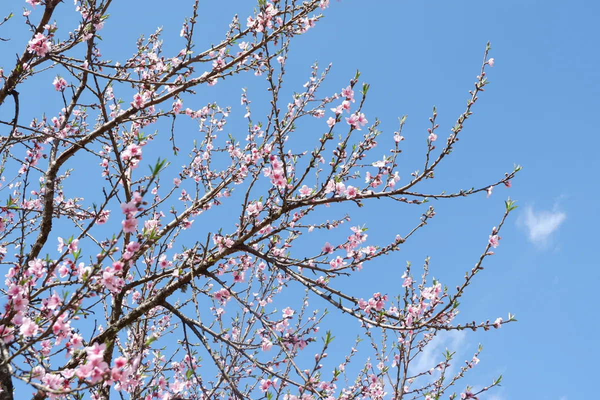 Những ch&agrave;ng trai bản địa thổi sức sống mới cho du lịch Y T&yacute;- Ảnh 10.