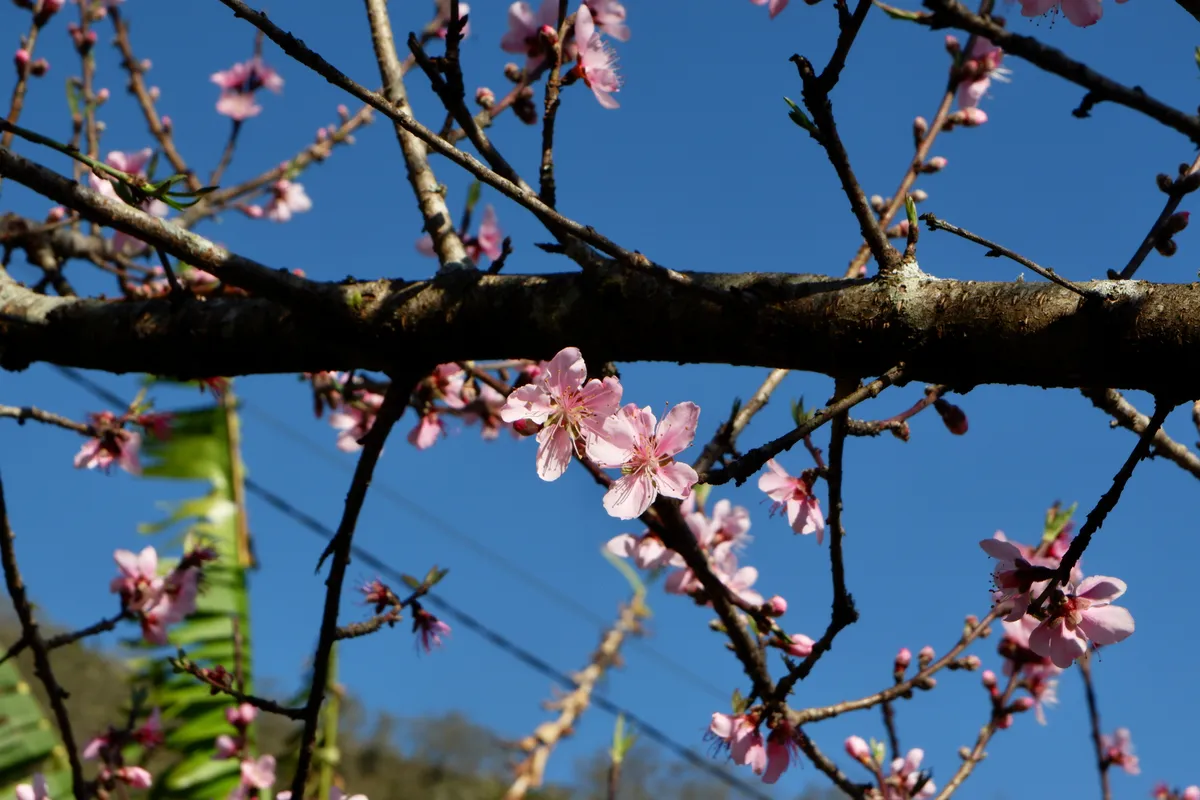 Hoa đ&agrave;o - k&yacute; ức di cư v&agrave; sức sống bền bỉ của người M&ocirc;ng- Ảnh 3.