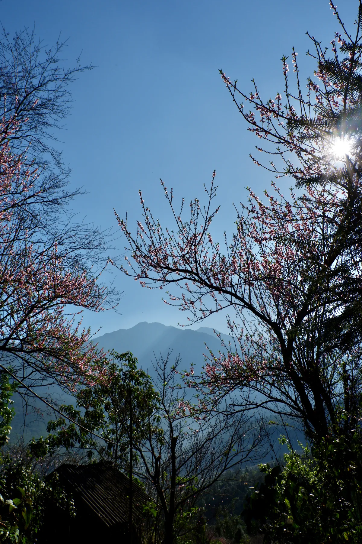 Hoa đ&agrave;o - k&yacute; ức di cư v&agrave; sức sống bền bỉ của người M&ocirc;ng- Ảnh 5.