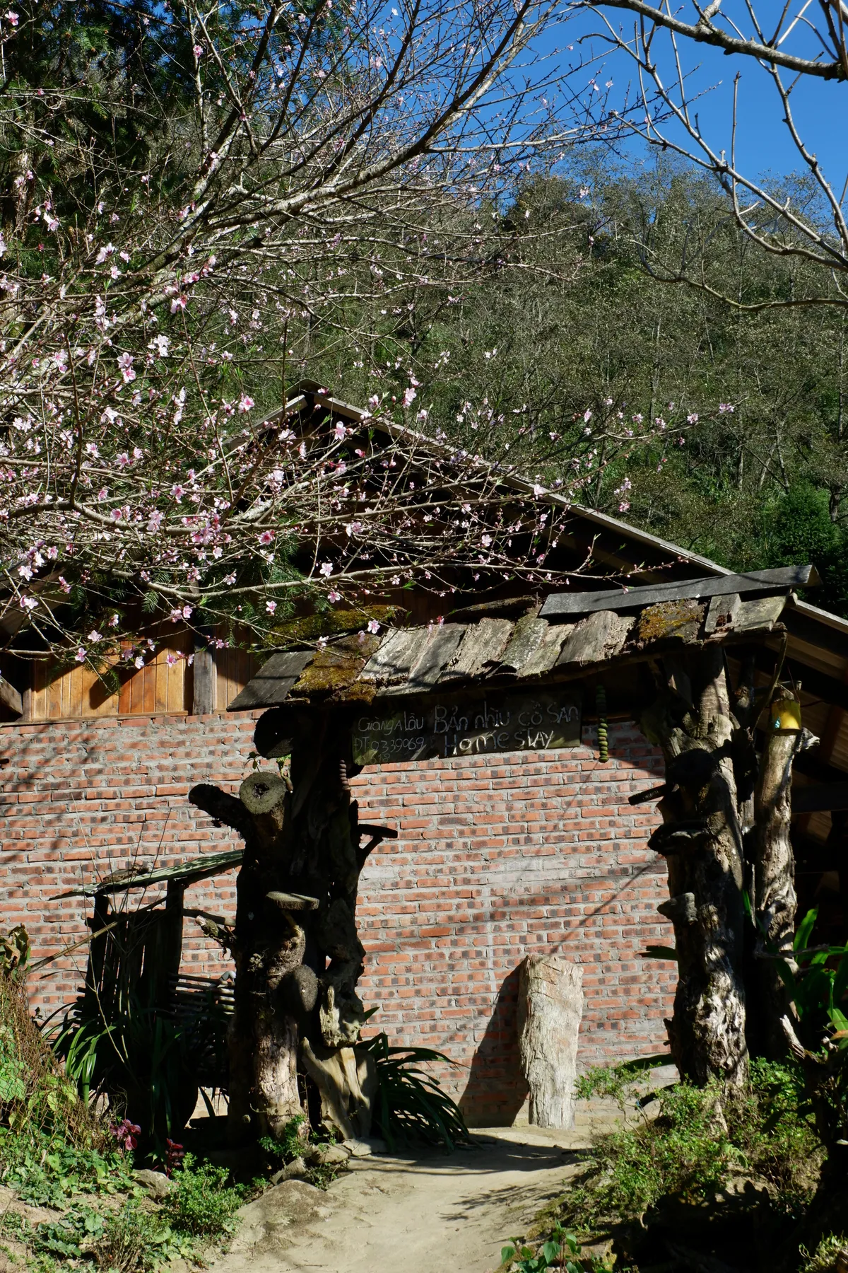 Hoa đ&agrave;o - k&yacute; ức di cư v&agrave; sức sống bền bỉ của người M&ocirc;ng- Ảnh 4.