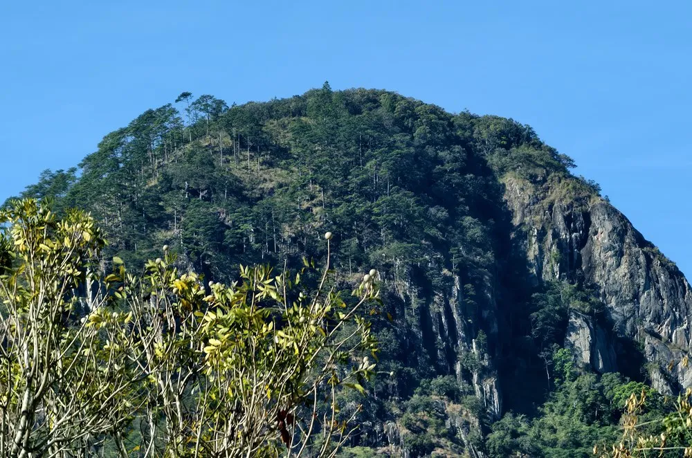 Quần thể th&ocirc;ng đỏ ng&agrave;n năm tr&ecirc;n n&uacute;i Voi: &ldquo;B&aacute;u vật sống&rdquo; dần th&agrave;nh điểm du lịch đặc sắc- Ảnh 1.