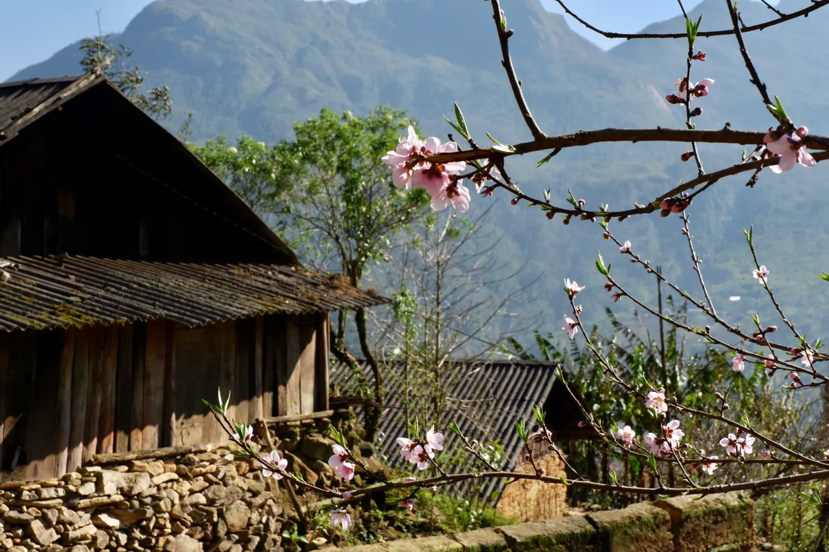 Hoa đ&agrave;o - k&yacute; ức di cư v&agrave; sức sống bền bỉ của người M&ocirc;ng- Ảnh 2.